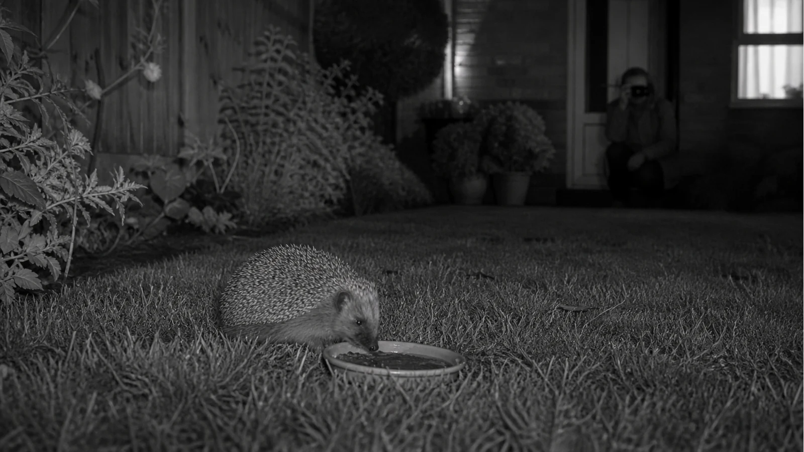 Hedgehog at a UK garden feeding station observed discreetly at night
